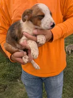 Dale, a male Australian Cattle Dog and Australian Shepherd for sale in Henderson, NV – 1 of 3