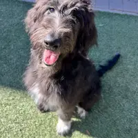 Tippy- Collie-Doodle, a female Collie and Poodle - Standard  for sale in Henderson, NV – 3 of 8