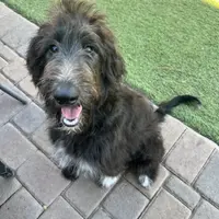 Tippy- Collie-Doodle, a female Collie and Poodle - Standard  for sale in Henderson, NV – 7 of 8