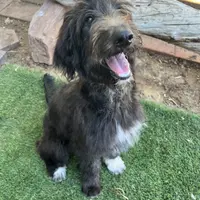 Tippy- Collie-Doodle, a female Collie and Poodle - Standard  for sale in Henderson, NV – 2 of 8