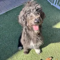 Tippy- Collie-Doodle, a female Collie and Poodle - Standard  for sale in Henderson, NV – 5 of 8