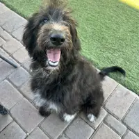 Tippy- Collie-Doodle, a female Collie and Poodle - Standard  for sale in Henderson, NV – 4 of 8