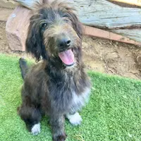 Tippy- Collie-Doodle, a female Collie and Poodle - Standard  for sale in Henderson, NV – 8 of 8