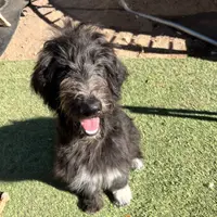 Tippy- Collie-Doodle, a female Collie and Poodle - Standard  for sale in Henderson, NV – 6 of 8