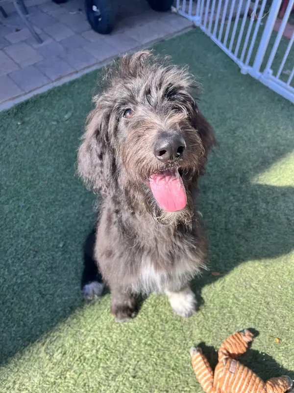 Tippy- Collie-Doodle – Collie, Poodle - Standard  puppy for sale in Henderson, NV