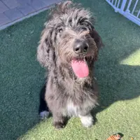Tippy- Collie-Doodle, a female Collie and Poodle - Standard  for sale in Henderson, NV – 1 of 8
