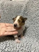 Sprout, a male Collie for sale in Henderson, NV – 5 of 6