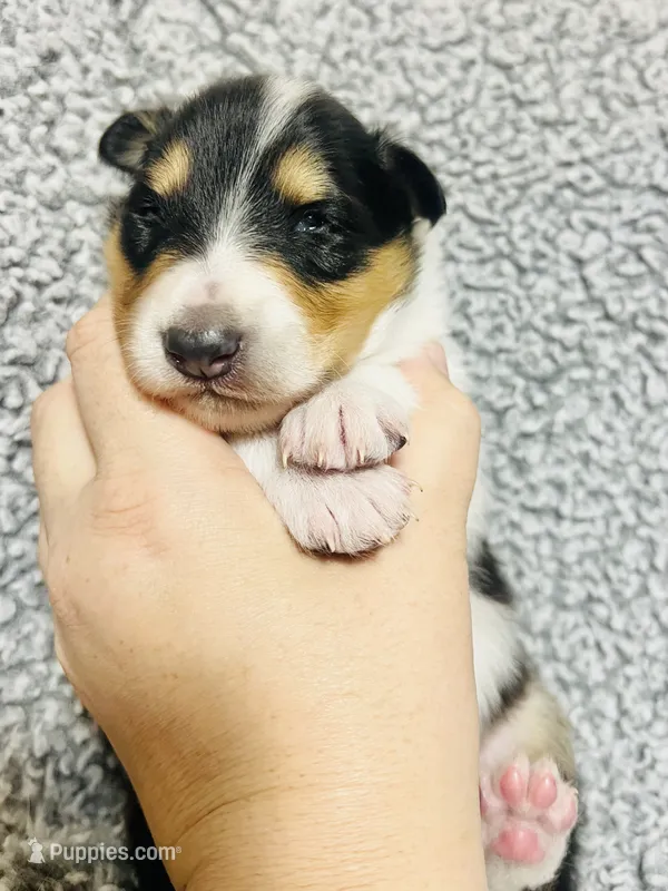 Basil – Collie puppy for sale in Henderson, NV