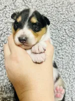 Basil, a male Collie for sale in Henderson, NV – 1 of 6