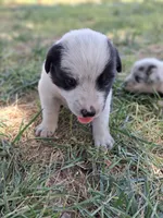 Olaf, a male Australian Shepherd and Border Collie for sale in Henderson, NV – 1 of 2