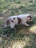 Daisy, a female Australian Shepherd and Border Collie for sale in Henderson, NV – 2 of 2