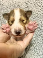 Sprout, a male Collie for sale in Henderson, NV – 2 of 6