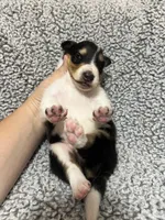 Basil, a male Collie for sale in Henderson, NV – 5 of 6