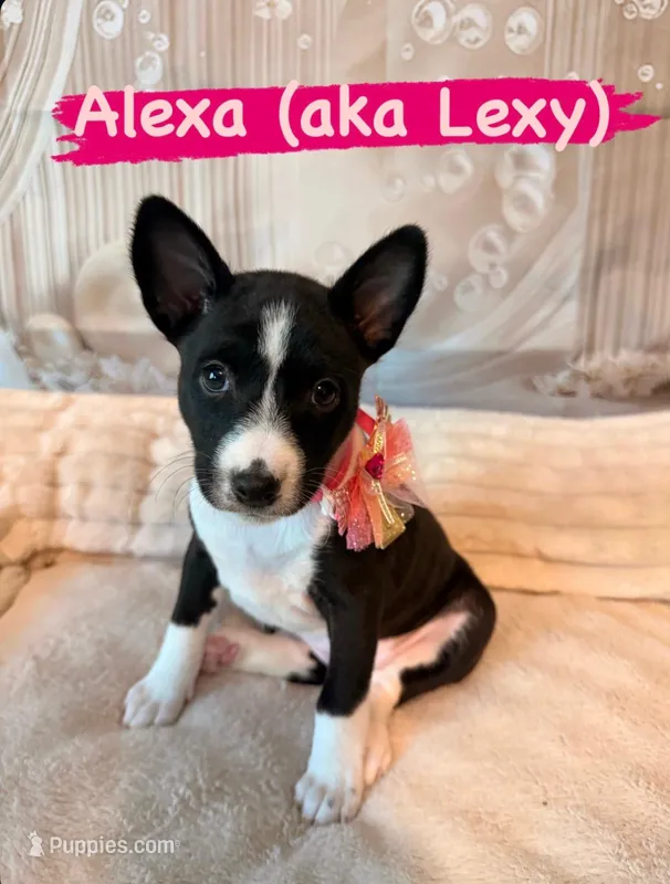 Alexa Lady Iris Chatsworth