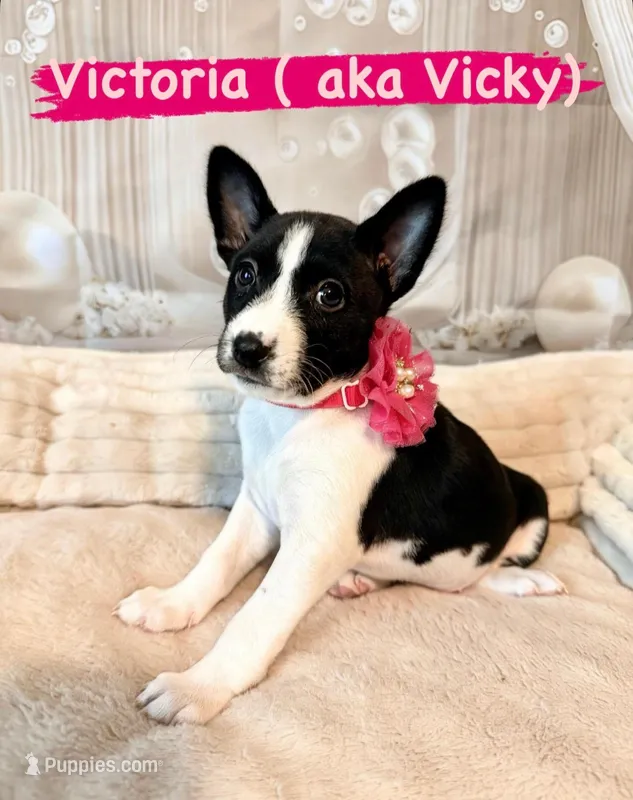 Victoria Lady Iris Chatsworth