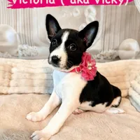 Victoria Lady Iris Chatsworth, a female Basenji for sale in Chatsworth, CA – Photo 1 of 3