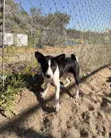 Victoria Lady Iris Chatsworth, a female Basenji for sale in Chatsworth, CA – Photo 2 of 3