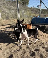 Victoria Lady Iris Chatsworth, a female Basenji for sale in Chatsworth, CA – Photo 3 of 3