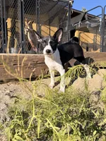 Nikon Lord Sunny Chatsworth , a male Basenji for sale in Chatsworth, CA – 3 of 3