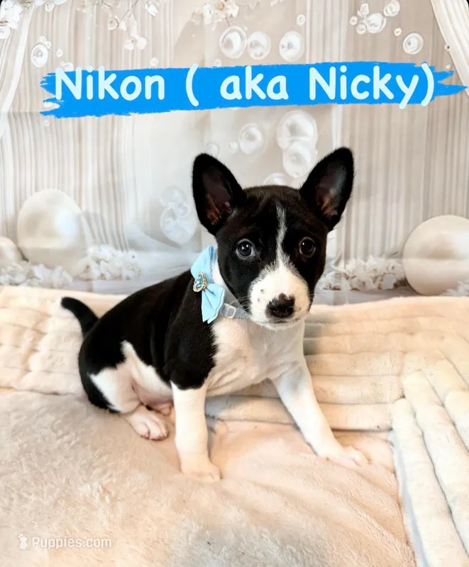 Nikon Lord Sunny Chatsworth  – Basenji puppy for sale in Chatsworth, CA