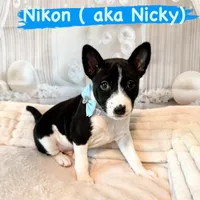 Nikon Lord Sunny Chatsworth , a male Basenji for sale in Chatsworth, CA – 1 of 3