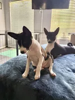 Nikon Lord Sunny Chatsworth , a male Basenji for sale in Chatsworth, CA – 2 of 3