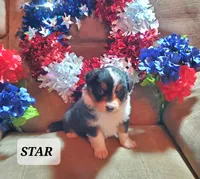 Star, a female Australian Shepherd for sale in Cortez, CO – 3 of 3