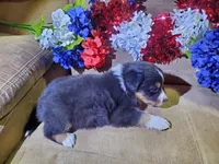 Firecracker, a male Australian Shepherd for sale in Cortez, CO – 3 of 4