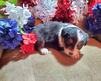 Star, a female Australian Shepherd for sale in Cortez, CO – 2 of 3