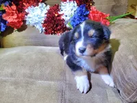 Sparkler, a male Australian Shepherd for sale in Cortez, CO – 4 of 4
