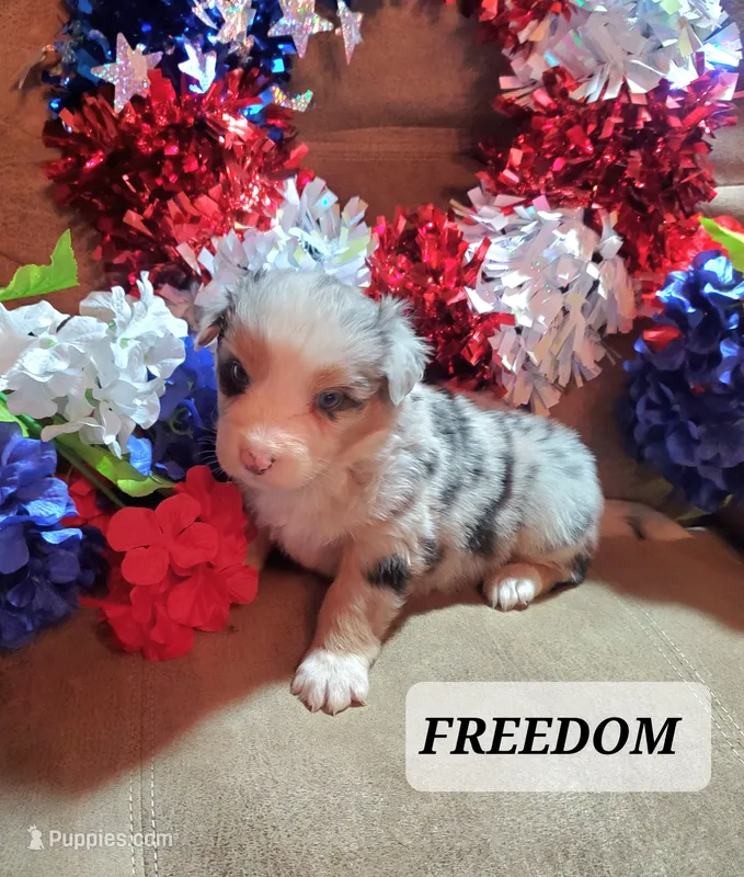 Freedom  – Australian Shepherd puppy for sale in Cortez, CO