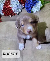 Rocket, a male Australian Shepherd for sale in Cortez, CO – 2 of 4