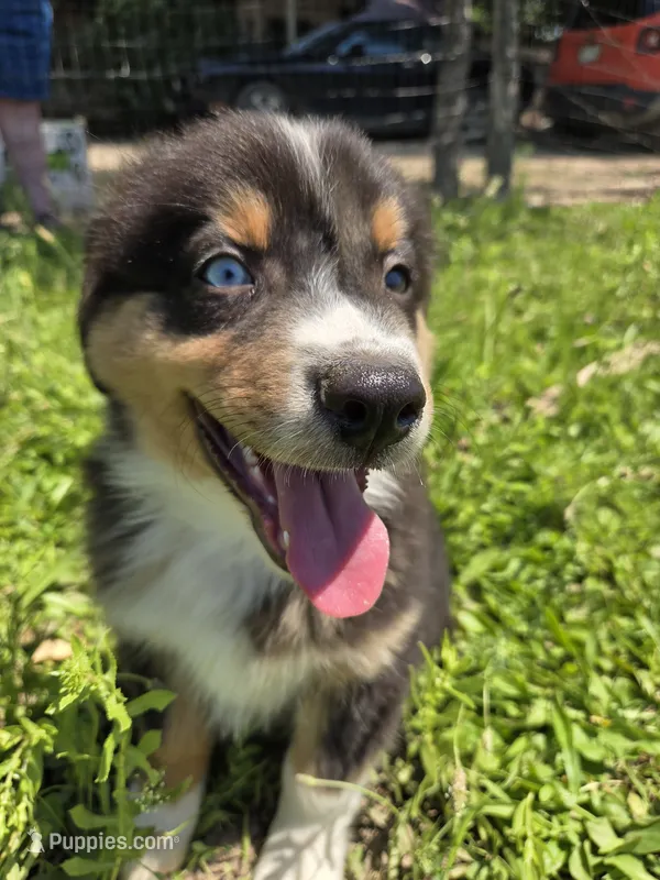 Firecracker - AKC – Australian Shepherd puppy for sale in Cortez, CO