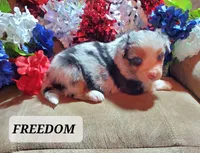 Freedom , a male Australian Shepherd for sale in Cortez, CO – 3 of 5