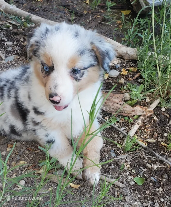 Liberty - AKC – Australian Shepherd puppy for sale in Cortez, CO