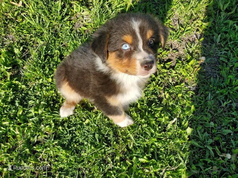Firecracker - AKC – Australian Shepherd puppy for sale in Cortez, CO