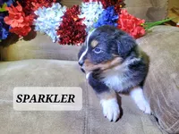 Sparkler, a male Australian Shepherd for sale in Cortez, CO – 3 of 4