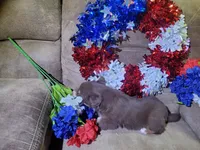 Rocket, a male Australian Shepherd for sale in Cortez, CO – 3 of 4