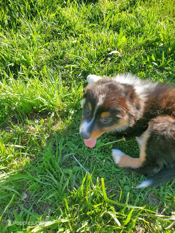 Sparkler - AKC – Australian Shepherd puppy for sale in Cortez, CO