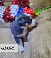 Glory , a female Australian Shepherd for sale in Cortez, CO – 2 of 3