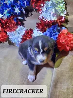 Firecracker, a male Australian Shepherd for sale in Cortez, CO – 4 of 4