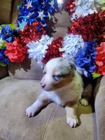 Liberty , a female Australian Shepherd for sale in Cortez, CO – 3 of 6