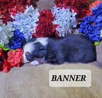 Banner, a male Australian Shepherd for sale in Cortez, CO – 2 of 4