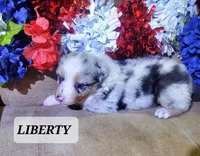 Liberty , a female Australian Shepherd for sale in Cortez, CO – 1 of 6