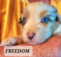 Freedom , a male Australian Shepherd for sale in Cortez, CO – 2 of 5
