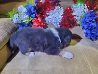 Sparkler, a male Australian Shepherd for sale in Cortez, CO – 2 of 4