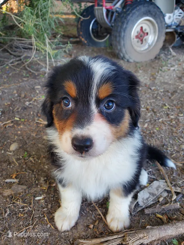 Star - AKC – Australian Shepherd puppy on hold in Cortez, CO