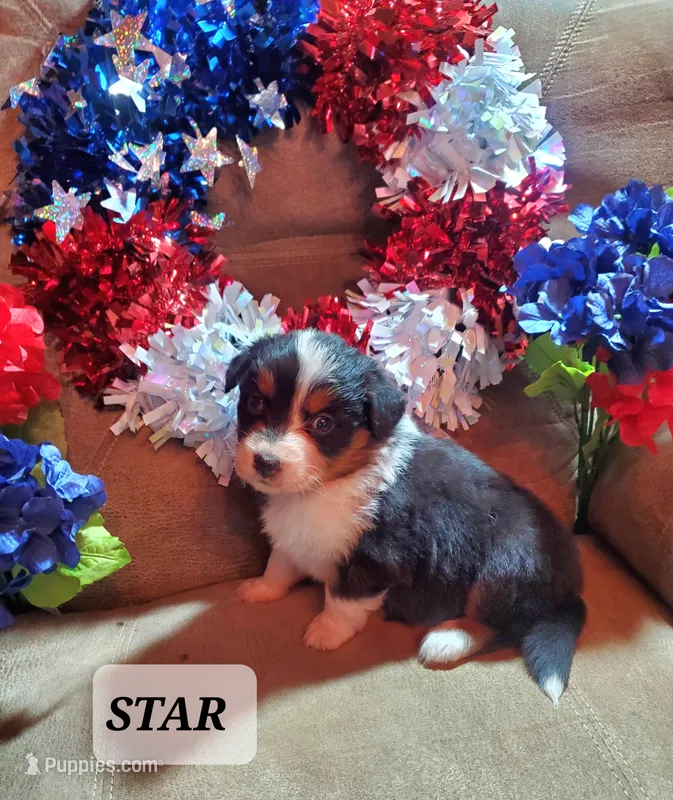 Star – Australian Shepherd puppy for sale in Cortez, CO