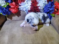 Liberty , a female Australian Shepherd for sale in Cortez, CO – 5 of 6