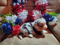 Freedom , a male Australian Shepherd for sale in Cortez, CO – 4 of 5